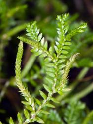 Selaginella kraussiana. Lateral branch showing leaves of two sizes, and upturned strobili with sporophylls in four rows.
 Image: J.R. Rolfe © Jeremy Rolfe All rights reserved